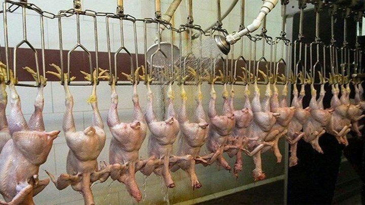 داخرانی کوشتارگەی ئەیوان بێکاربوونی زیاتر لە ٢٠٠ کرێکار کوردی لێکەوتەوە داخرانی کوشتارگەی ئەیوان بێکاربوونی زیاتر لە ٢٠٠ کرێکار کوردی لێکەوتەوە